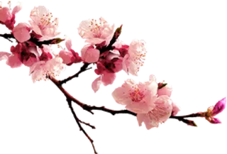 花瓣桃花樱花玫瑰花唯美花瓣素材