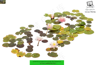 池塘荷叶素材分层免扣大图