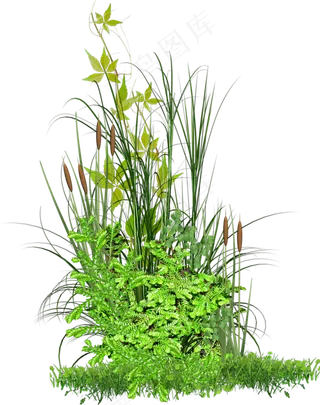 手绘逼真绿色植物透明素材