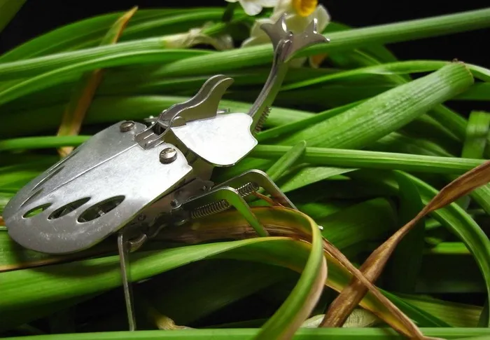 不朽的昆虫图片