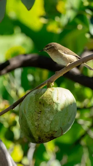 树上的果实与小鸟高清摄影图片