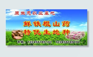 原生态农业基地鲜铁棍山药图片