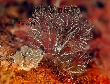 单反微距下的雪花唯美电脑ppt封...