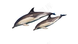 海豚免抠素材PSD分层 