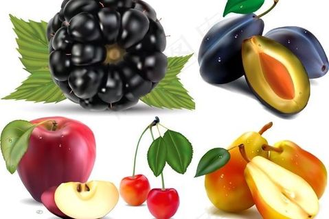 写实绘画水果各种矢量素材 写实绘画水果各种矢量素材