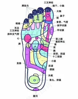 脚穴挂 脚 穴位 展板 医疗 保健... 脚穴挂 脚 穴位 展板 医疗 保健...