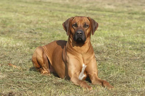 草地上的狗狗图片