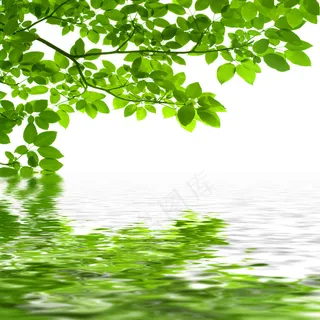 绿叶水中倒影
