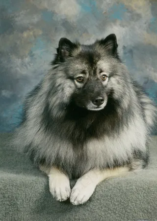 趴着的可爱小狗图片