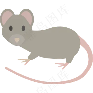 老鼠 宠物 白色