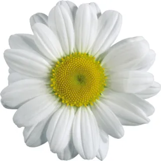 菊花 小白菊 菊花 小白菊