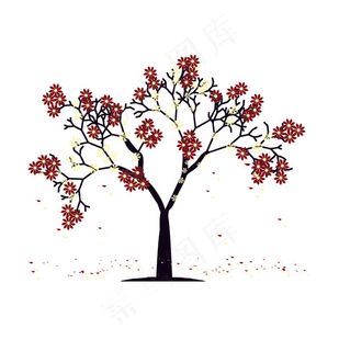 桂花树  桂花树