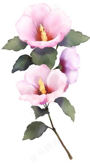 粉色鲜花 手绘牵牛花 喇叭花