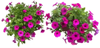 高清免抠植物矮牵牛