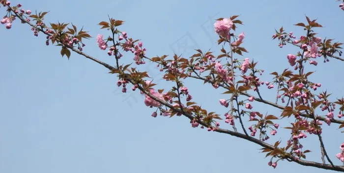 月湖公园的樱花