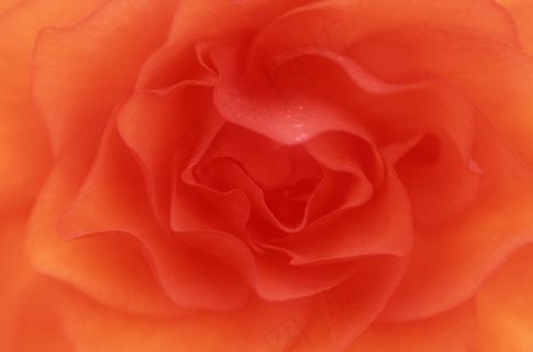 红色花瓣特写图片 红色花瓣特写图片