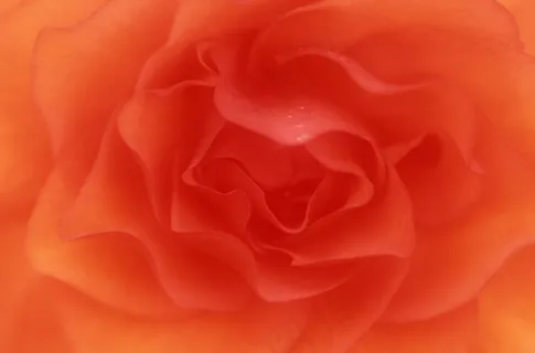 红色花瓣特写图片 红色花瓣特写图片