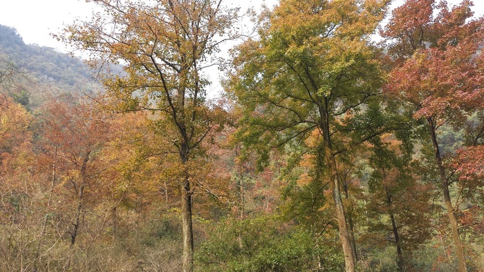 自然风景 秋天枫树林图片