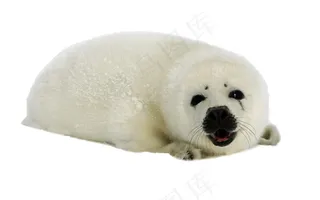 海豹免抠素材PSD分层