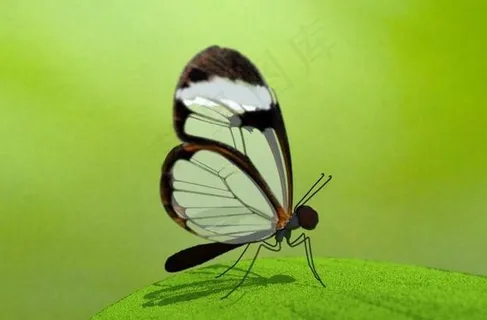 玻璃翅的蝴蝶