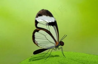 玻璃翅的蝴蝶