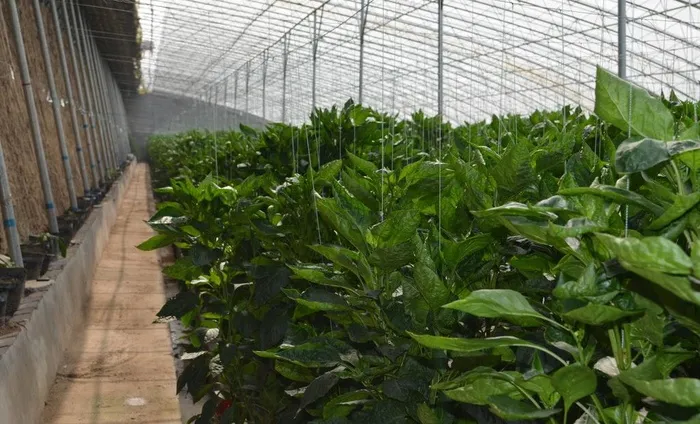 大棚 农业 农产品图片