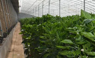 大棚 农业 农产品图片