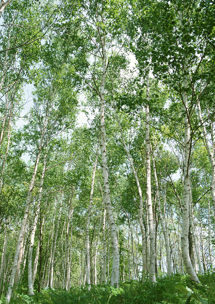 美丽树林风景摄影