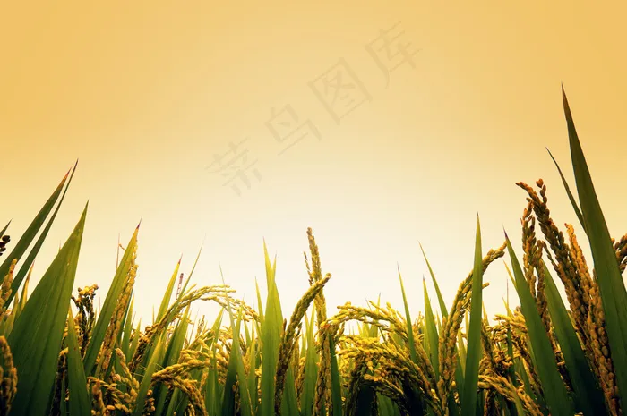 稻谷