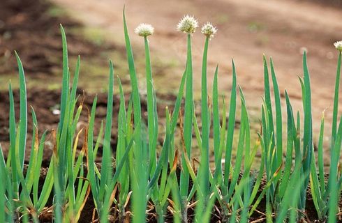 大葱 葱苗图片