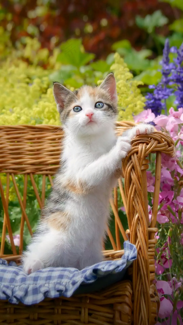 白色的猫高清摄影图片