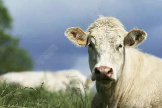 草地上的羊图片