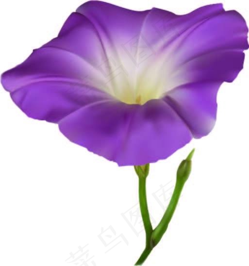 牵牛花矢量素材eps,ai矢量模版下载