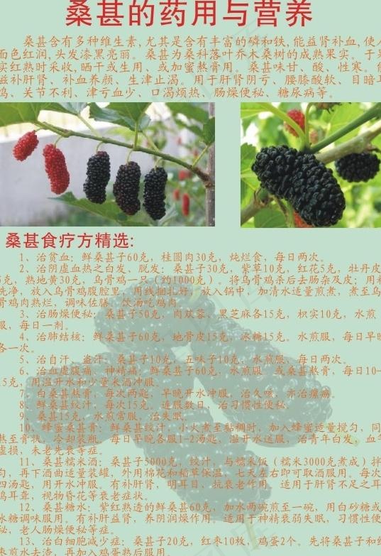 桑甚的药用 营养价值图片