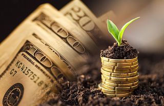 金币嫩芽小树苗孵化培育理财商务金融财富主题素材