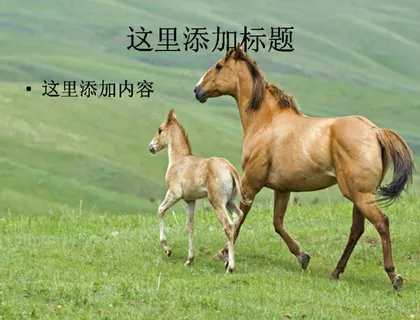 奔驰的宝马高清动物风景ppt封面...