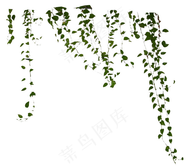 藤蔓叶子