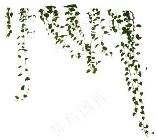 藤蔓叶子