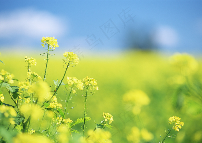 油菜花图片