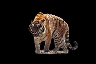 老虎免抠素材PSD分层