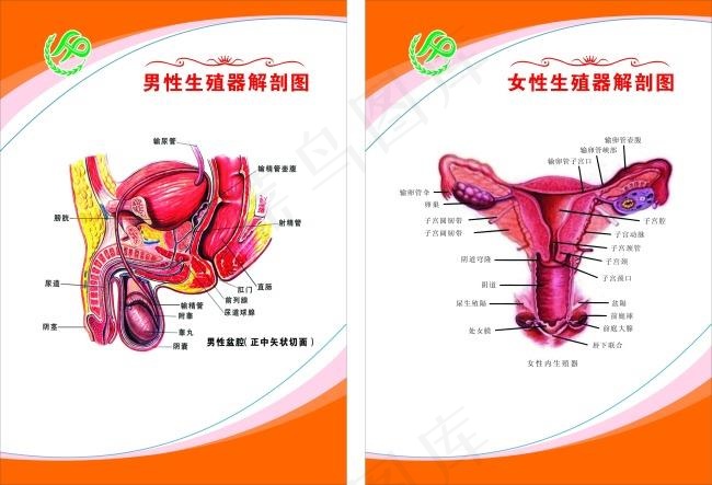 生殖器展板