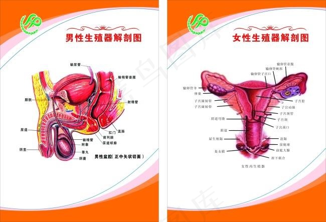 生殖器展板(210X297)cdr矢量模版下载