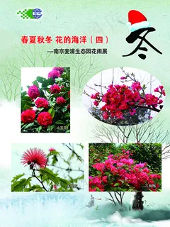 冬天花卉 冬天花卉