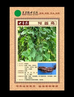 中草药 何首乌图片