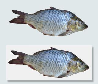 肥壮的鲫鱼图片免抠png透明图层素材