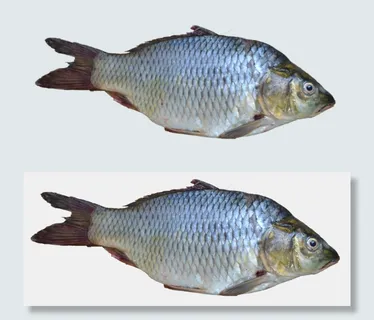 肥壮的鲫鱼图片免抠png透明图层素材 肥壮的鲫鱼图片免抠png透明图层素材