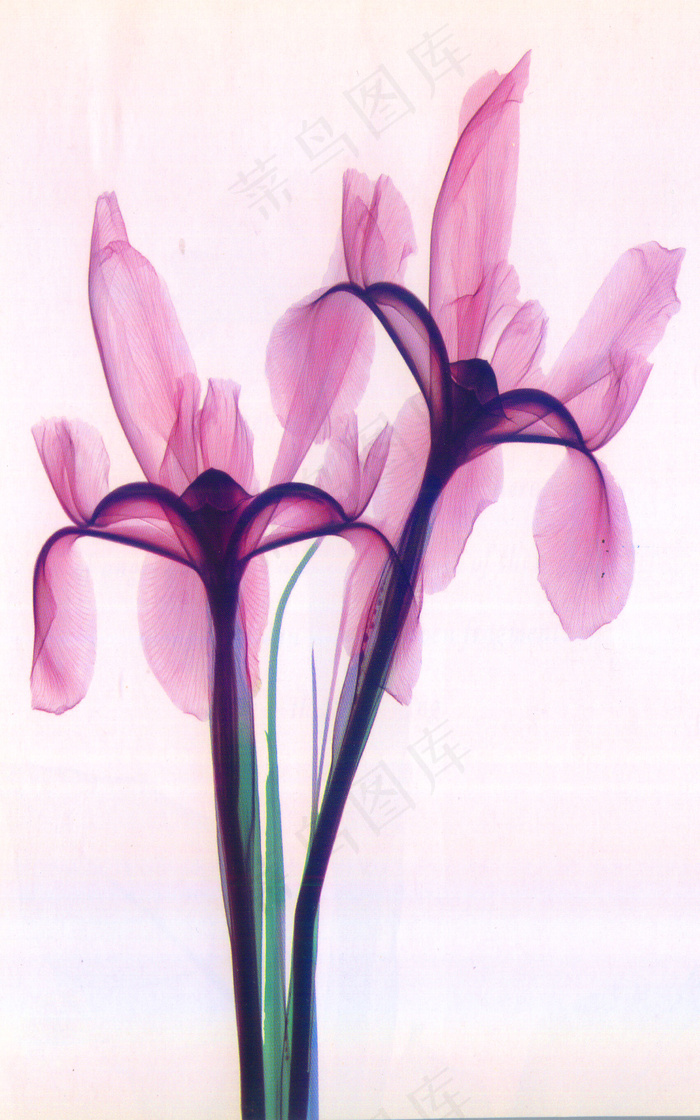 唯美兰花透明X光花卉玄关背景墙