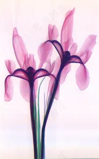 唯美兰花透明X光花卉玄关背景墙