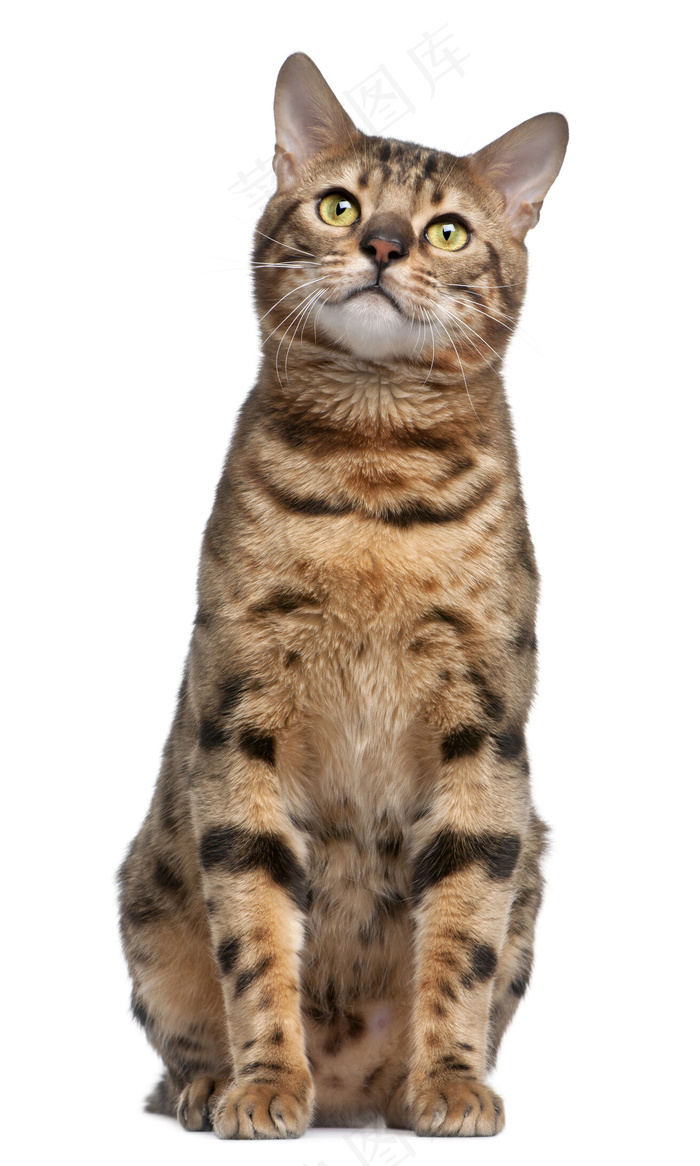 宠物猫图片
