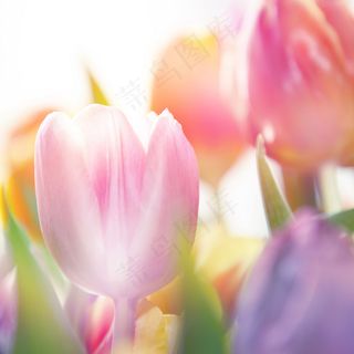 郁金香鲜花背景